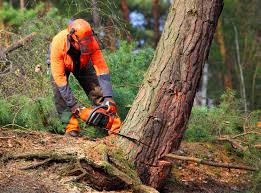 Mulching Services in Olney, TX