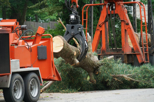 Best Stump Grinding and Removal  in Olney, TX